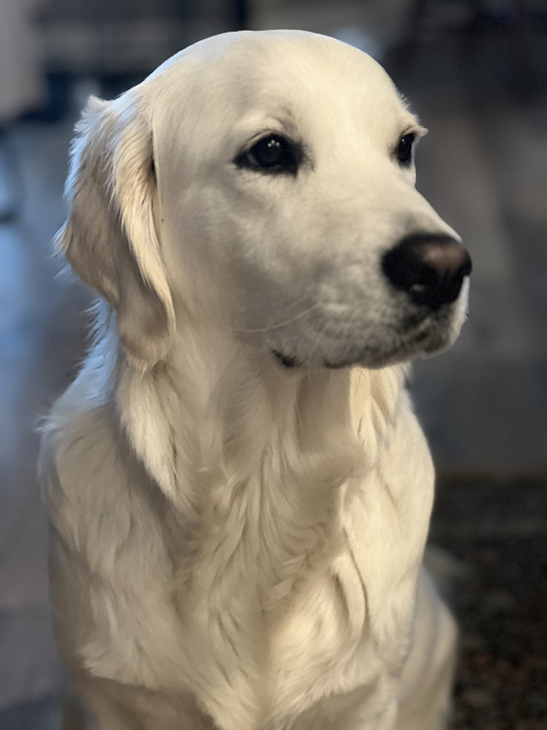 all four paws