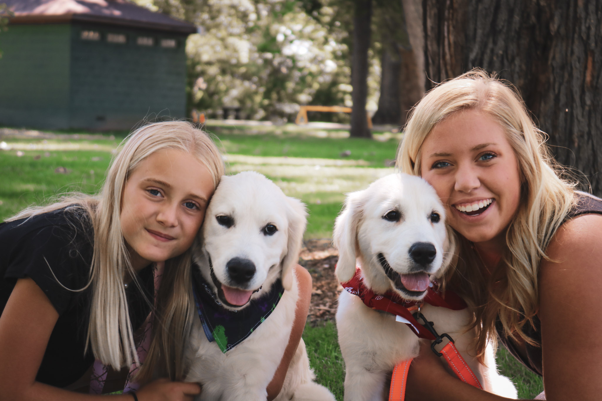Indiana golden retriever breeder