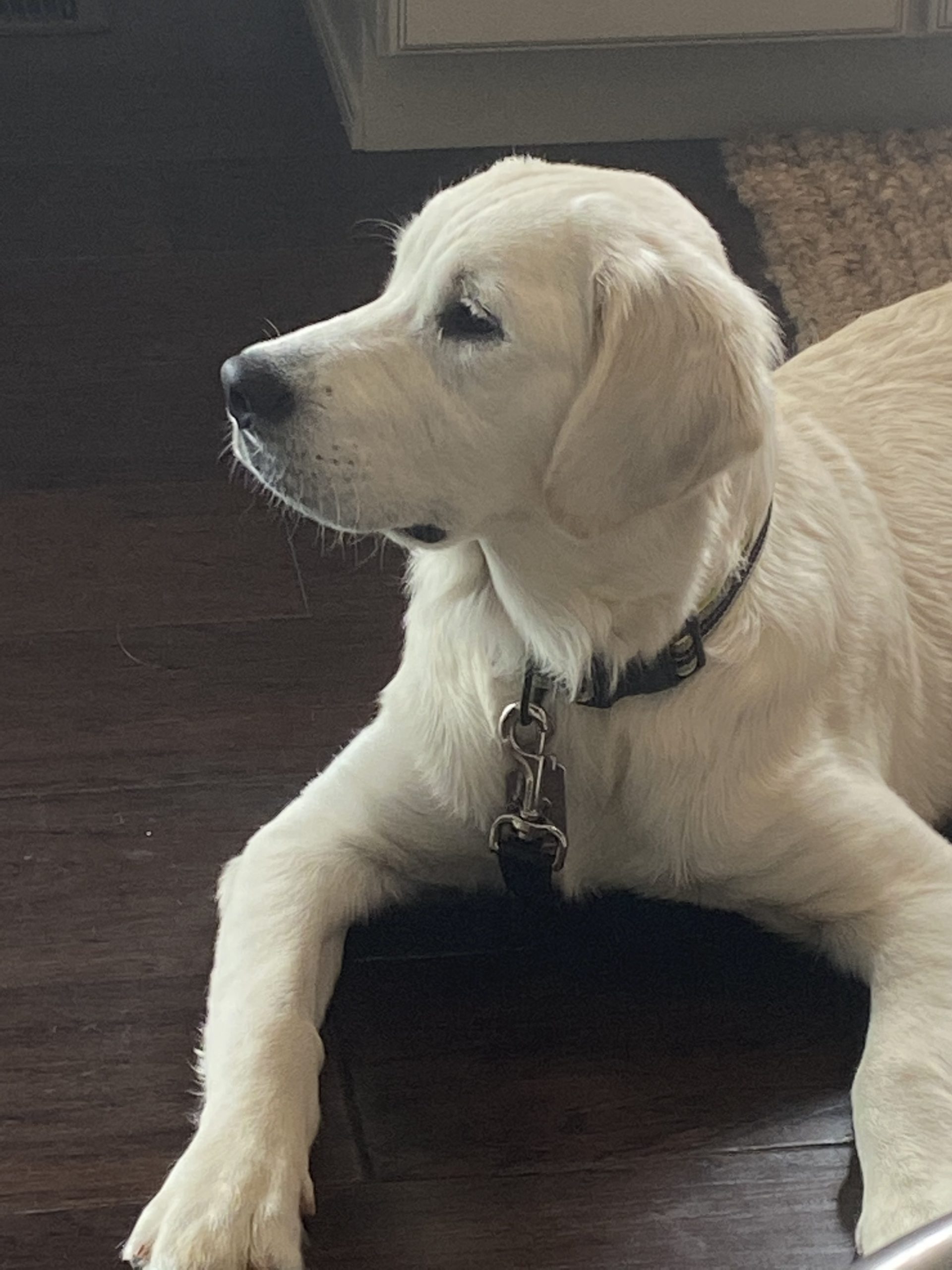Indiana golden retriever breeder
