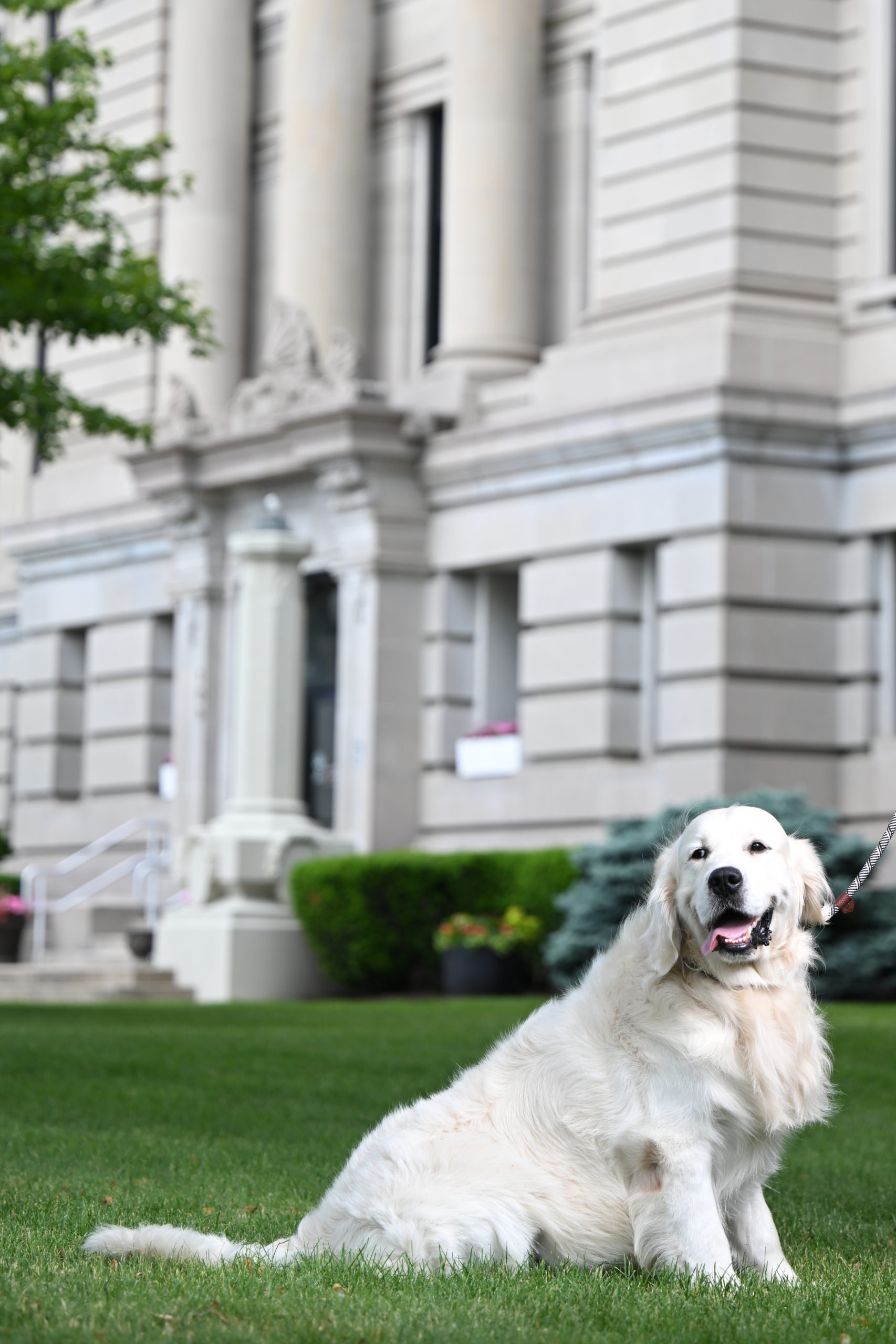 Indiana golden retriever breeder