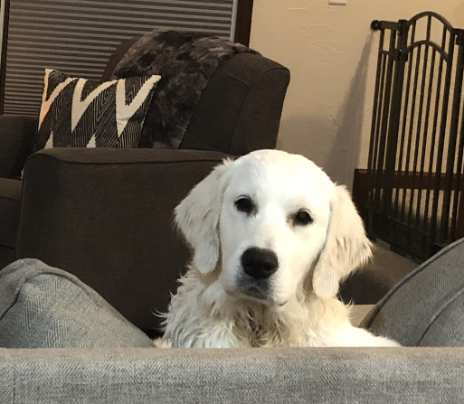 Indiana golden retriever breeder