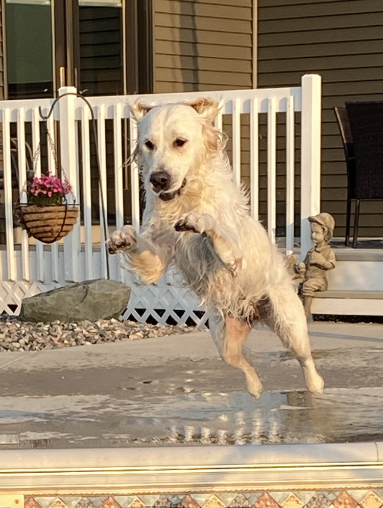 Indiana golden retriever breeder