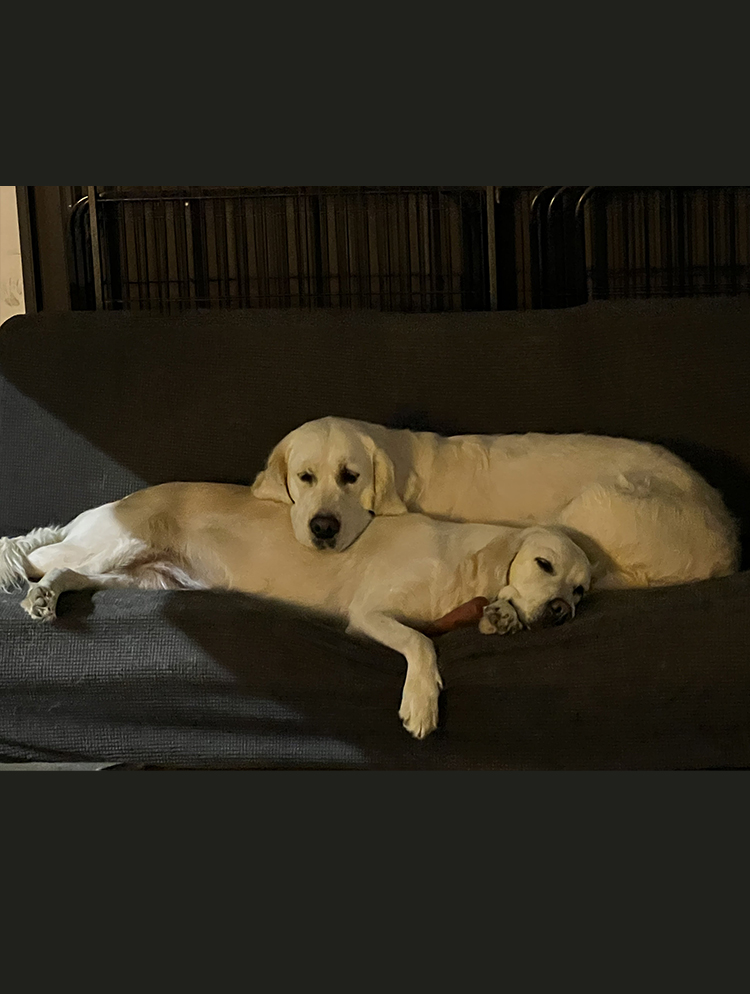 Indiana golden retriever breeder