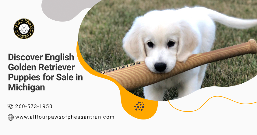 English Golden Retriever puppies for sale in Michigan