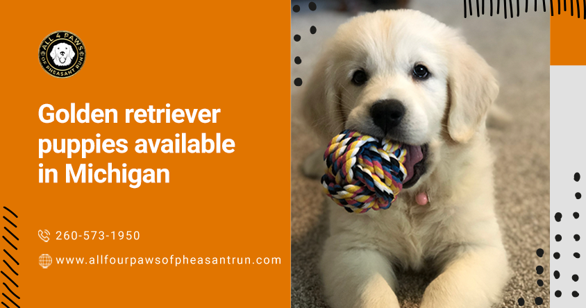 golden retriever puppies available in Michigan