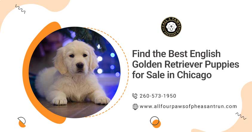 English golden retriever puppies for sale in Chicago